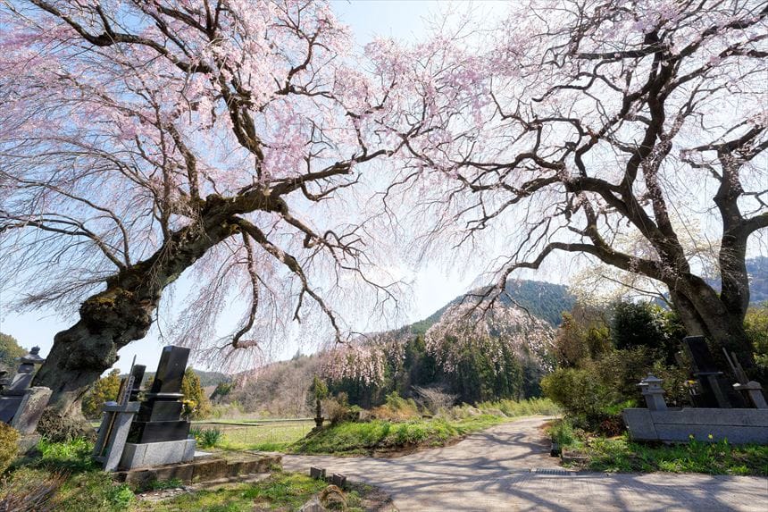 菅原のしだれ桜を近くから超広角で撮影