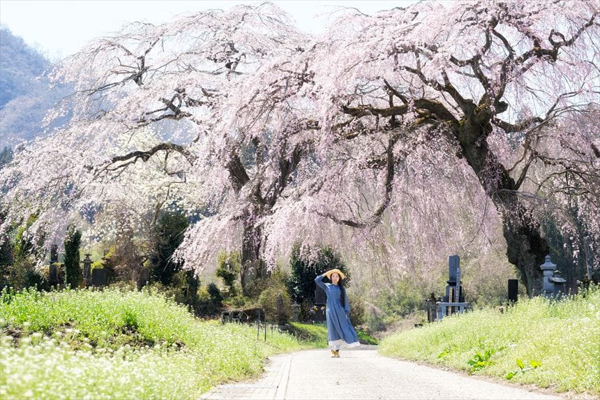 菅原のしだれ桜とハチ
