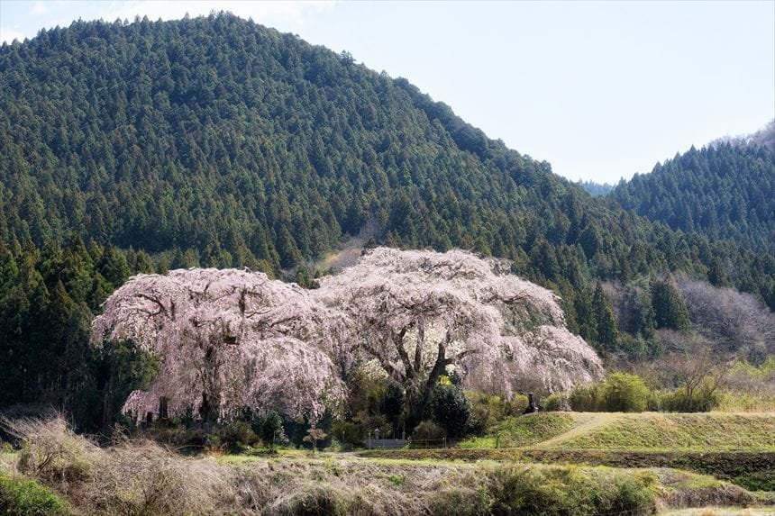 離れた道から菅原のしだれ桜を撮影