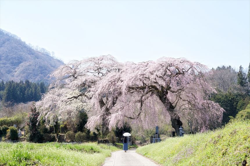 菅原のしだれ桜とハチ